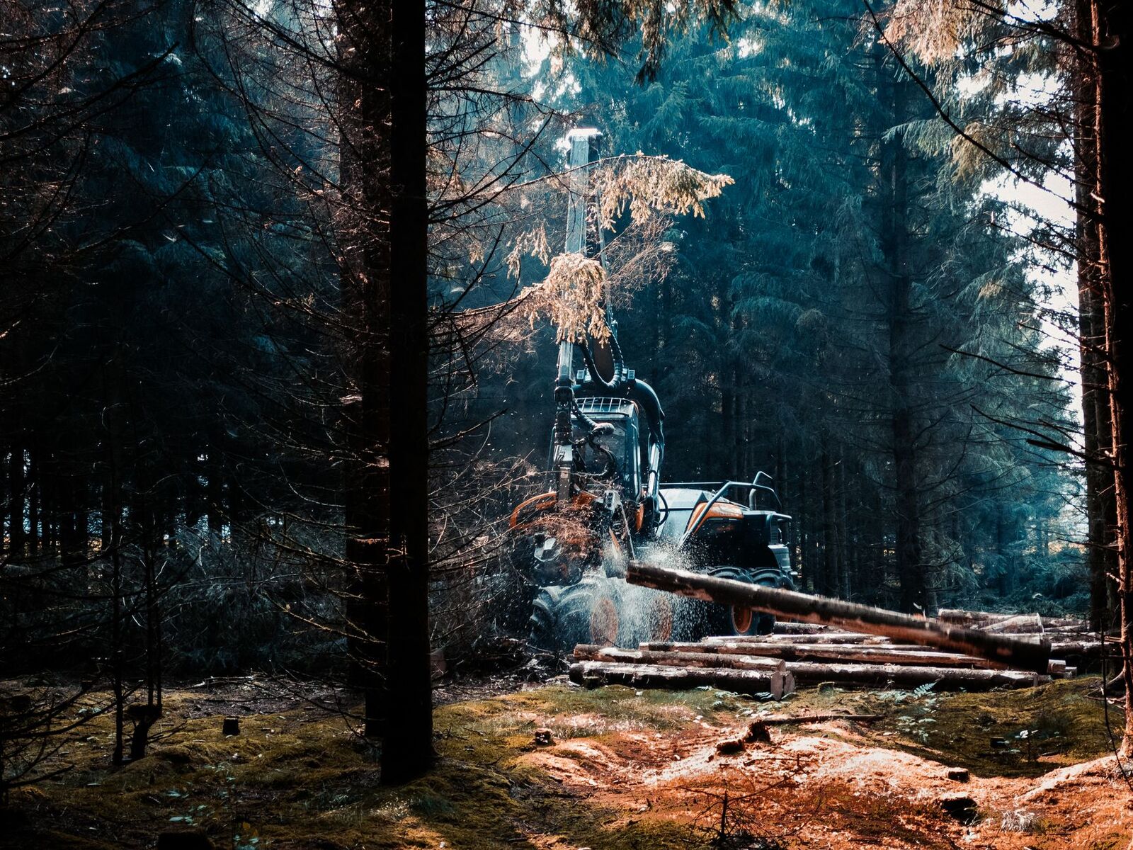 Forestry Mulching by Apex Site Services in Southwest Montana